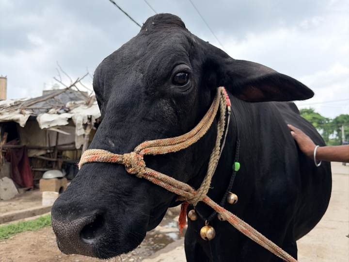 साहीवाल 2 की फोटो 1