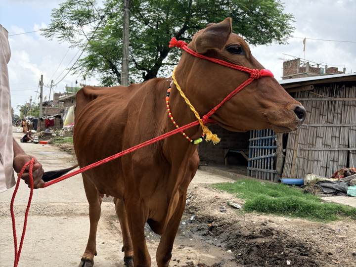 साहीवाल 1 की फोटो 1