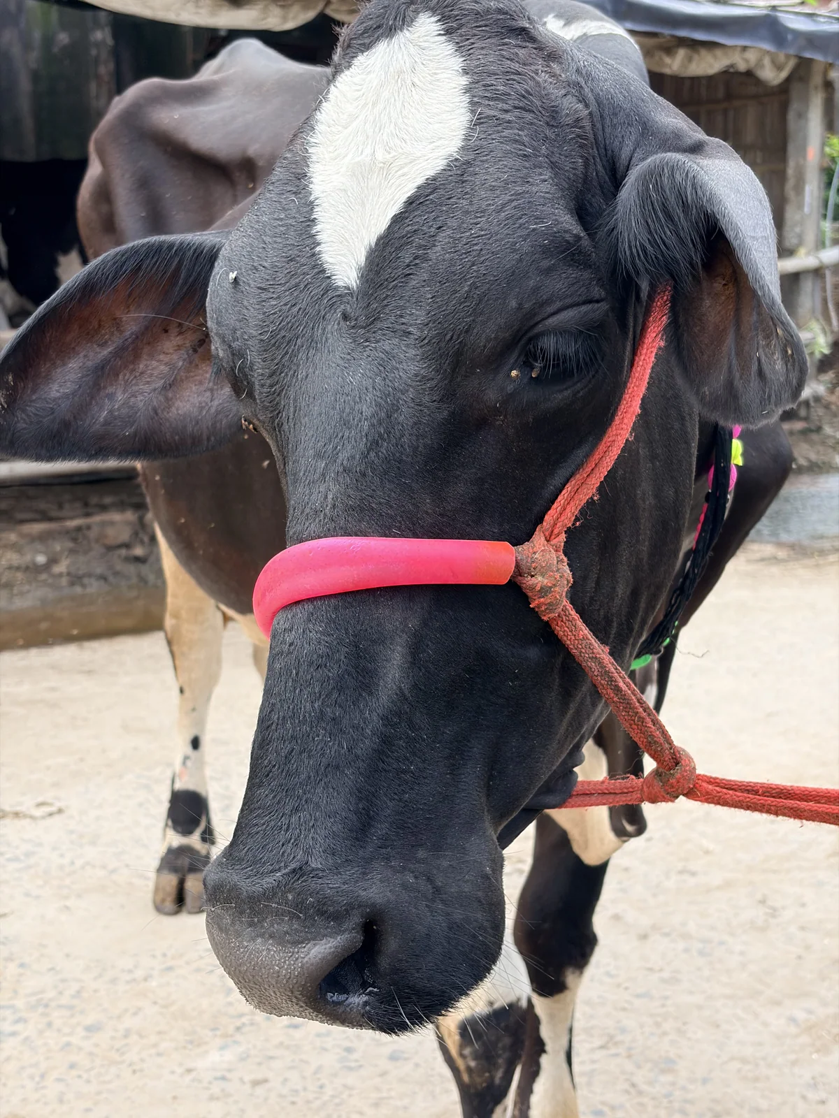 Holstein Friesian 1 की फोटो 1