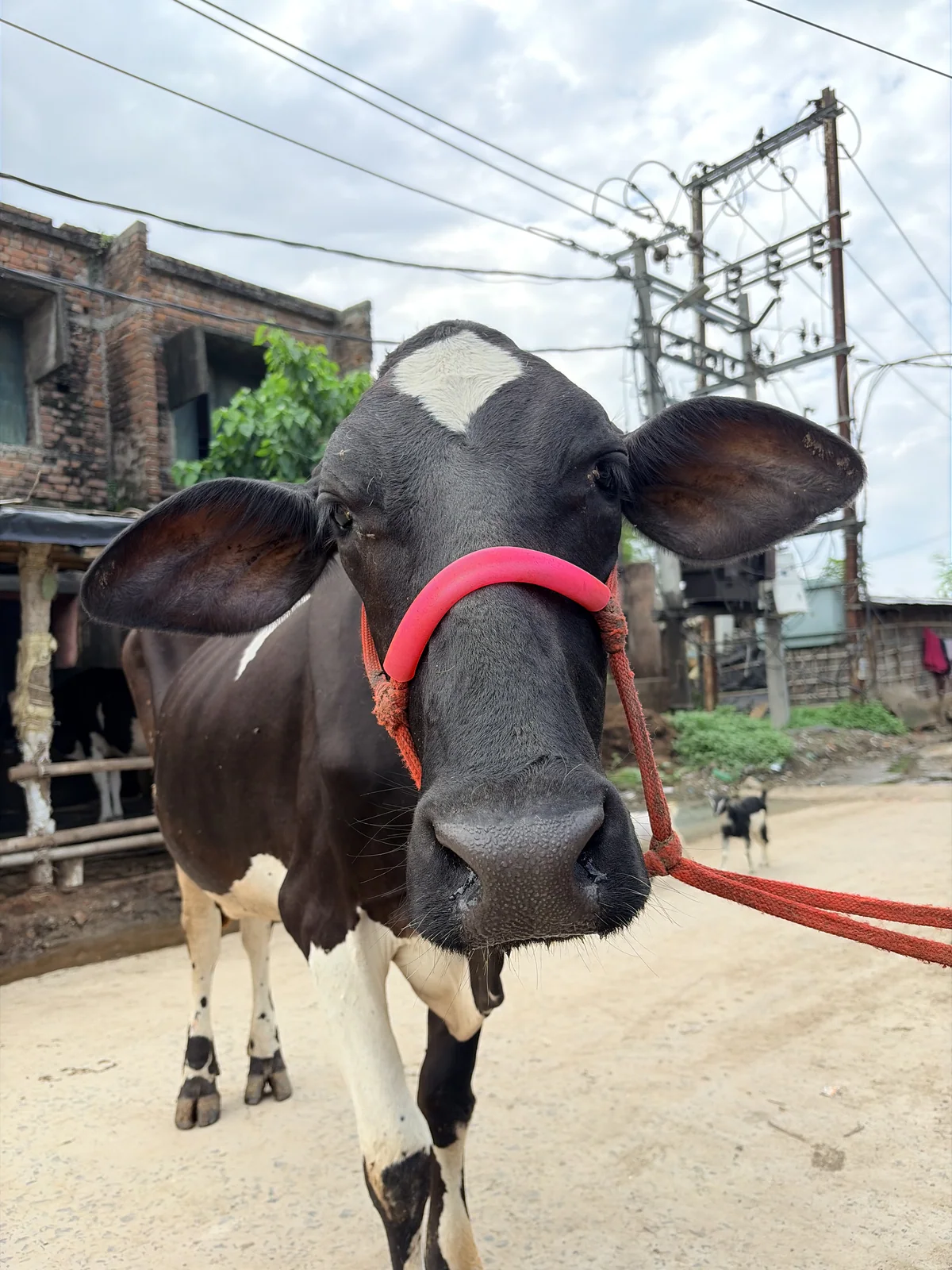 Holstein Friesian 1 की फोटो 2