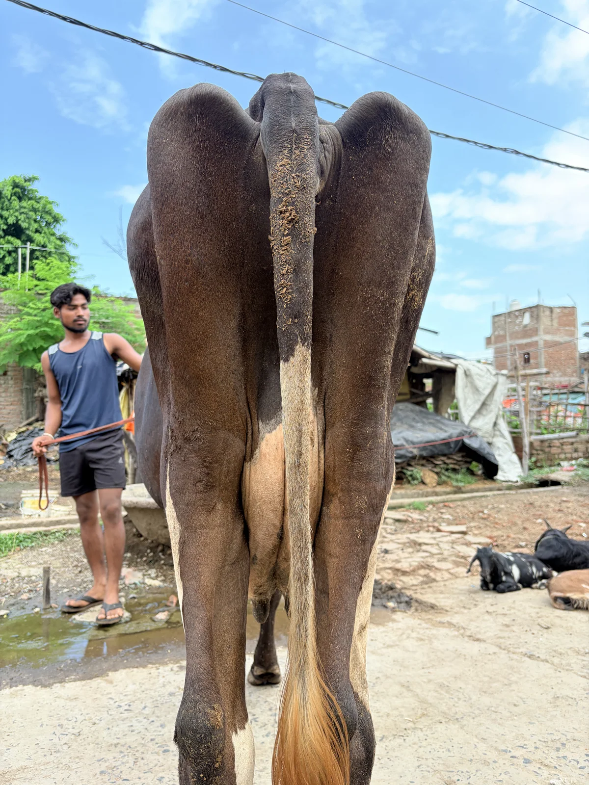 Holstein Friesian 1 की फोटो 3
