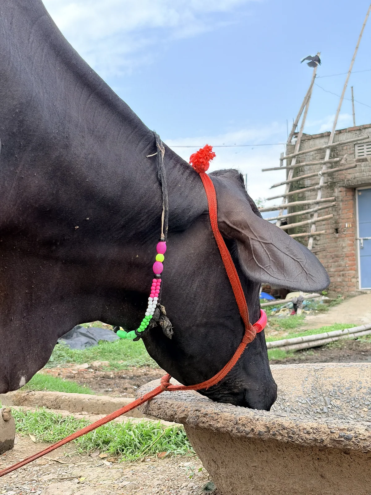 Holstein Friesian 1 की फोटो 4