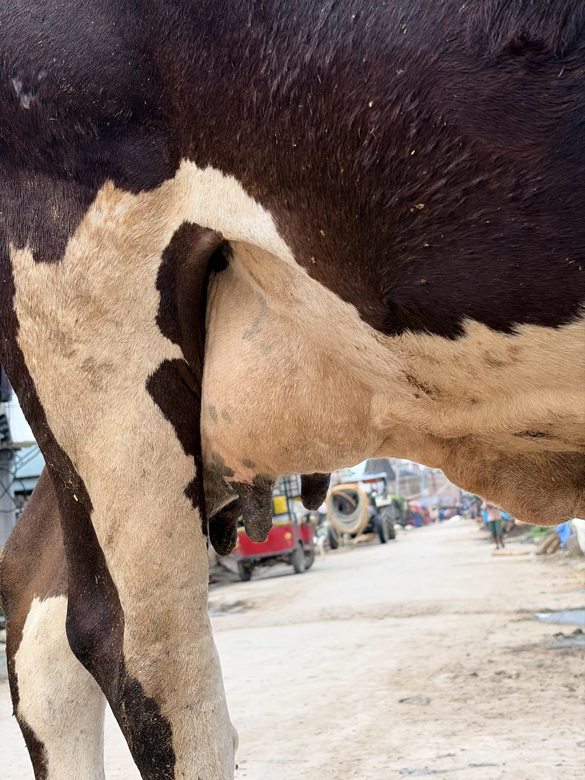 Holstein Friesian 1 की फोटो 5