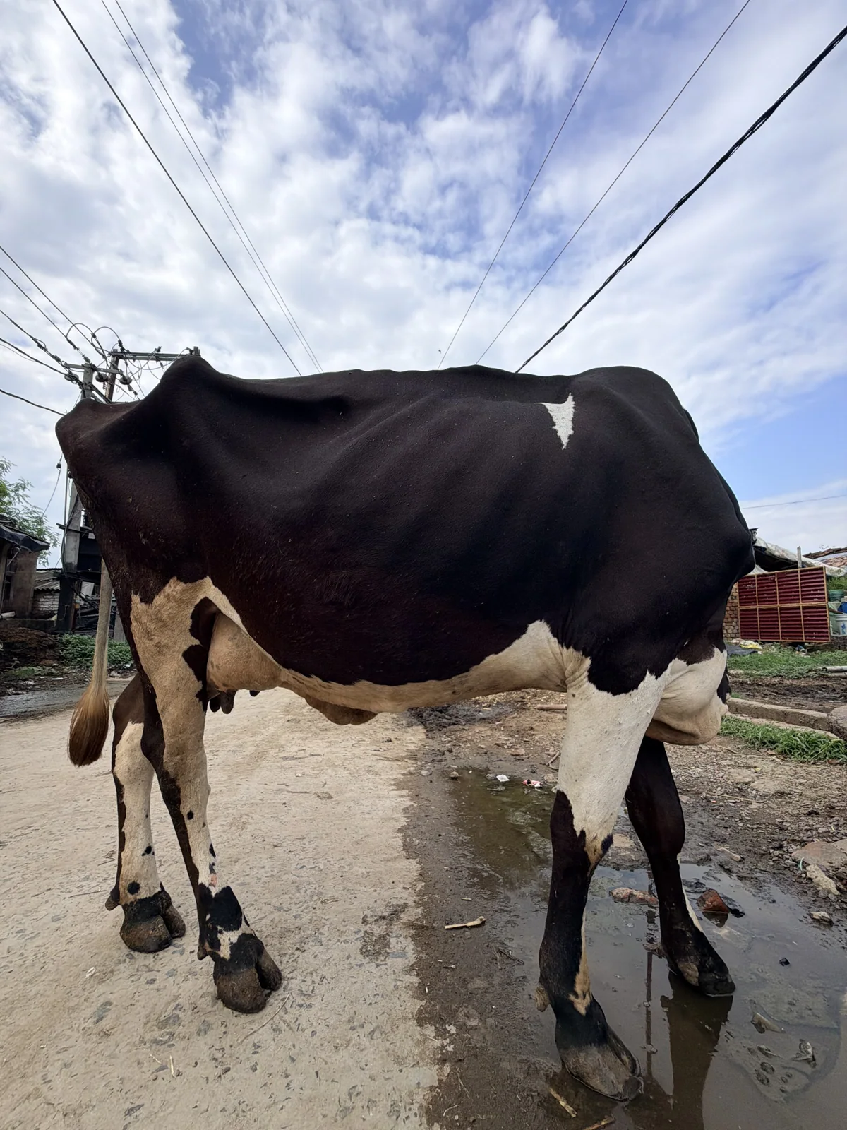 Holstein Friesian 1 की फोटो 6